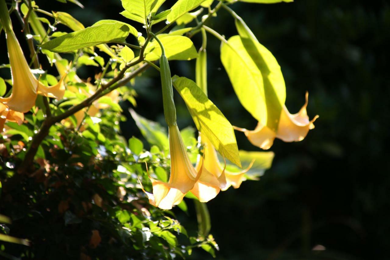 Chambres "Au Jardin" Biscarrosse Bagian luar foto